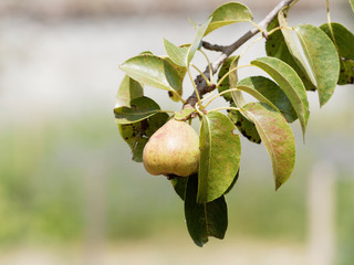 Pyrus communis - Poire et poirier commun de variété anciennes