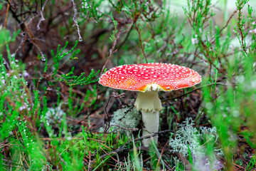 Amanita red mushroom in the forest against the background of grass and forest.