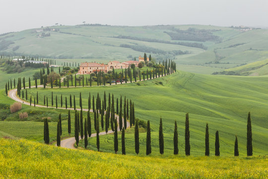 Spring Tuscany landscape. Famous Italian landmark. Cypress alley and yellow flowers field