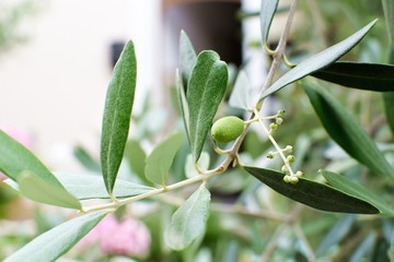 Close up of an green olive plant in the garden