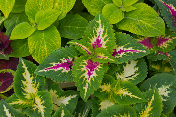 background of brightly colored leaves on the flower bed