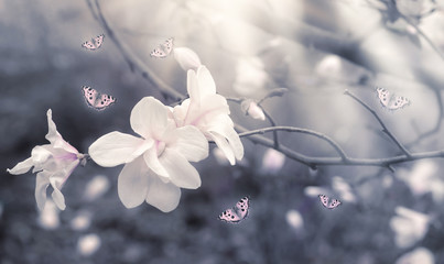 Fantasy spring background with blooming white magnolia flowers and flying butterflies and...