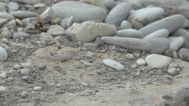 Digger wasps, dauber (Sphecidae) carries in jaws and paws prey-woodlouse for their larvae in hole. Slow motion allows you to see interesting behavior of insects. Caucasus, Super slow motion 1000 fps