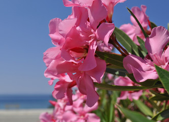 Pink macro flowers of oleander against blue sky background - Powered by Adobe