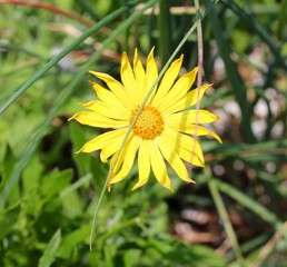 A close view of the bright yellow flower in the garden.