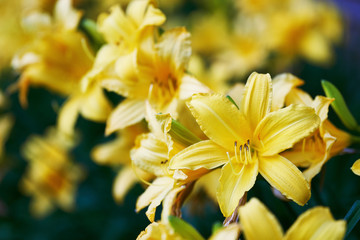 Beautiful blossoming flowers of the yellow daylilies close up