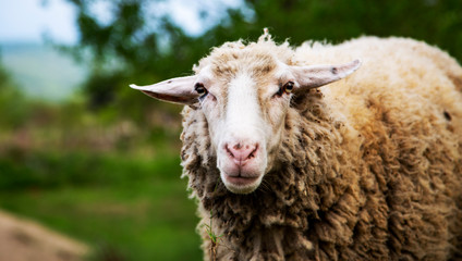 Beautiful sheep in nature. Cute sheep, outdoor.