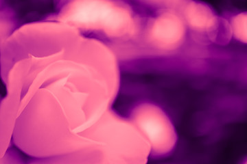 Fototapeta na wymiar Beautiful delicate pink rose flower petal macro view background. Passion concept.