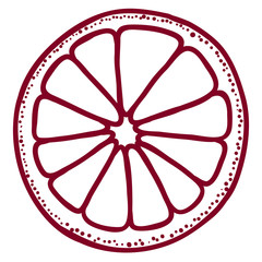 Obraz premium Citrus fruit slice hand drawn color outline illustration