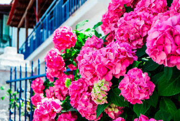 Greek house garden with flowers, Santorini island streets, summertime.
