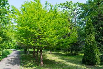 Obraz premium alley in public park and green trees