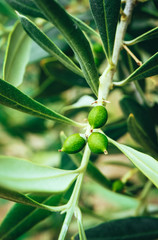 Young small green olives sprout on the brunch, close up. Olive tree garden, Mediterranean agriculture, macro view.