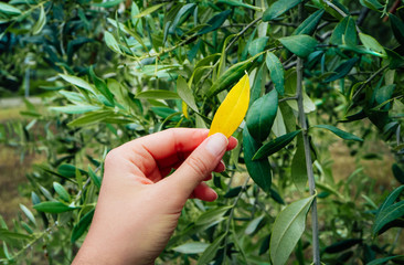 Olive tree garden problems, fading tree disease. Hand showing yellow leaf.