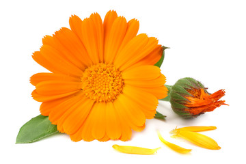 marigold flower head isolated on white background. calendula flower. macro - obrazy, fototapety, plakaty