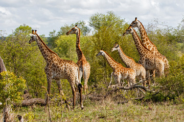 Tower of Giraffe in the Sabi Sands Game Reserve in the Greater Kruger Region in South Africa
