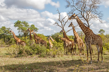 Tower of Giraffe in the Sabi Sands Game Reserve in the Greater Kruger Region in South Africa