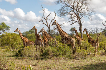 Tower of Giraffe in the Sabi Sands Game Reserve in the Greater Kruger Region in South Africa © henk bogaard