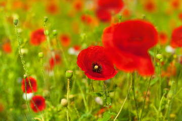 Red poppy flowers blossom on green grass blurred bokeh background close up, beautiful poppies field in bloom on sunny summer day landscape, spring season nature bright wild floral meadow, copy space