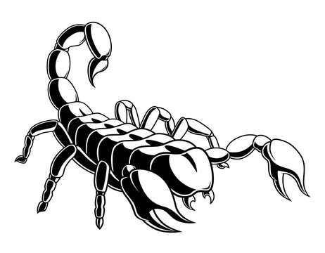 Monochrome scorpion