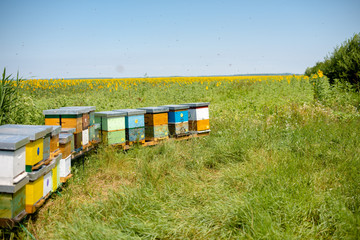 Bee colony in nature