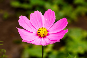 Pink cosme flower close up on natural background