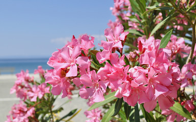 Many pink macro oleander flowers on blue sky background