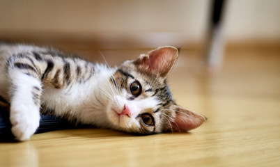 Cute cat laying on the floor and looking towards camera © frimufilms