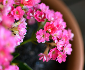 Potted flowers in a urban garden 