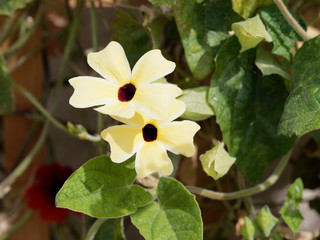 (Thunbergia alata)  Schwarzäugige Susanne mit leuchtend bunten Blütenkaskaden