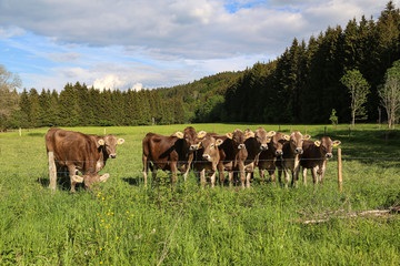 Naklejka na ściany i meble Brown cows in pastures in the foothills of the Alps