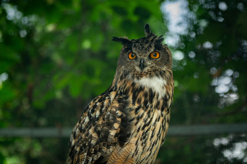 portrait of an owl