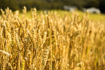 Fototapeta premium Wheat ears at golden field