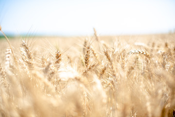 Fototapeta premium Wheat field on a summer day