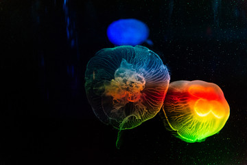 colorful jellyfish