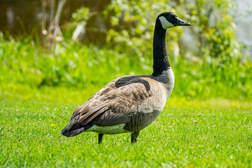 canada goose
