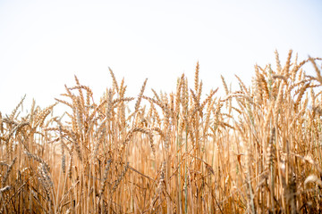 Wheat field on a summer day