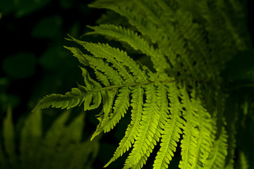 Background or texture from big leaves of green fern in beams of the sun in middle the wood.