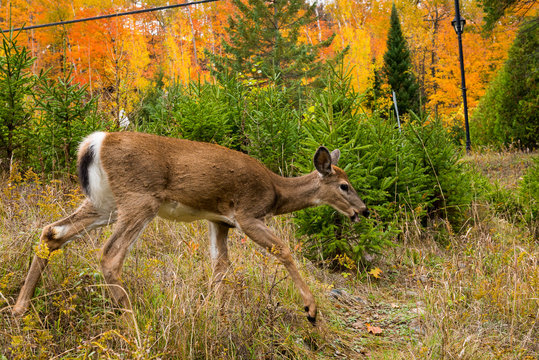 deer in the forest