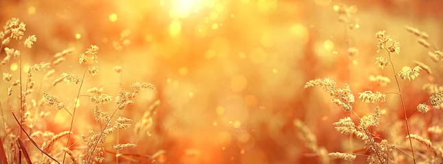 Tuinposter Mooie gouden veld weide gras, in zonsondergang stralen, natuur zomer landschap, close-up macro. zacht pastoraal landelijk artistiek beeld. zomer herfst seizoen. banner Groot formaat, kopieer ruimte. zachte focus © Ju_see