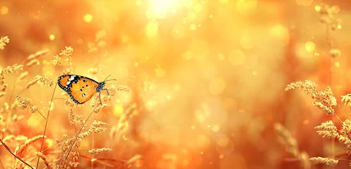 Fotobehang Mooie oranje vlinder op gouden veld weide gras, in zonsondergang stralen, natuur zomer landschap, close-up macro. zacht pastoraal landelijk artistiek beeld. zomer herfst seizoen. ruimte kopiëren. zachte focus © Ju_see
