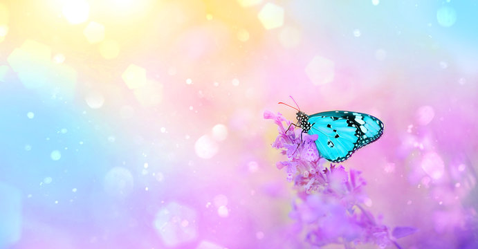 gentle spring or summer landscape with lilac flowers and butterfly on blurred abstract background. Wildflowers and beautiful blue butterfly on light artistic template. soft selective focus