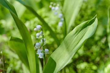 Beautiful snowdrop flowers close up in the forest. blurred background. copy space. Galanthus nivalis in the spring. spring flowers.