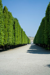 Beautiful and wide footpaths among greens and a decor in the park in the summer. Garden. Wood.