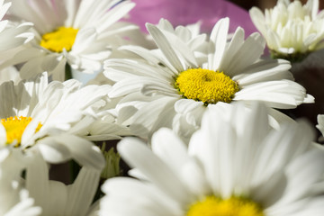 Beautiful white chamomile flowers close-up, chamomile heads