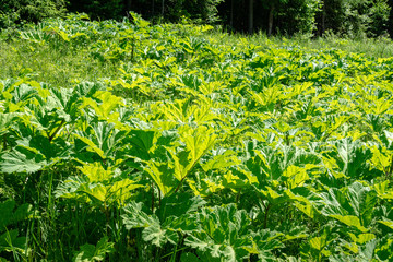 Green poisonous leaves hogweed Heracleum sosnowskyi in nature. Flowering Hogweed Sosnowski leaves terrible burns on skin. Aggressive weed.All parts Heracleum Sosnowskyi contain intense toxic allergen