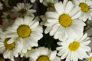 Beautiful white chamomile flowers close-up, chamomile heads