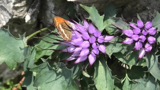 farfalla su raponzolo di roccia
