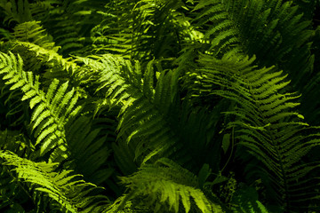 Background or texture from big leaves of green fern in beams of the sun in middle the wood.