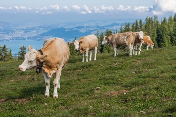 Naklejka na ściany i meble Beautiful swiss alps mountains. Alpine meadows. Farm. Cows