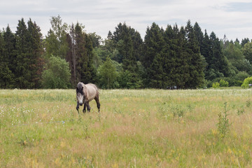 Fototapeta na wymiar Gray horse eats grass on a green field. Horse grazing on the lawn.